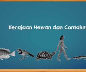 Karakteristik Kerajaan Hewan