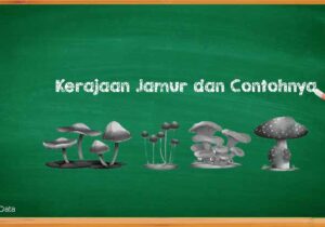 Karakteristik Kerajaan Jamur