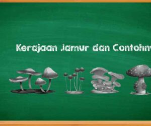 Karakteristik Kerajaan Jamur