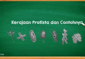 Karakteristik Kerajaan Protista