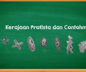 Karakteristik Kerajaan Protista