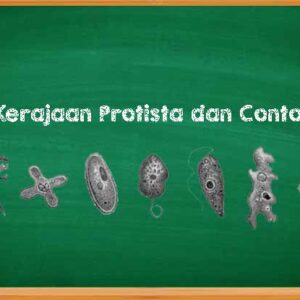 Karakteristik Kerajaan Protista