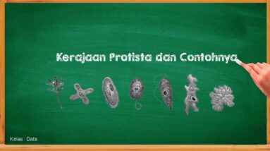 Karakteristik Kerajaan Protista