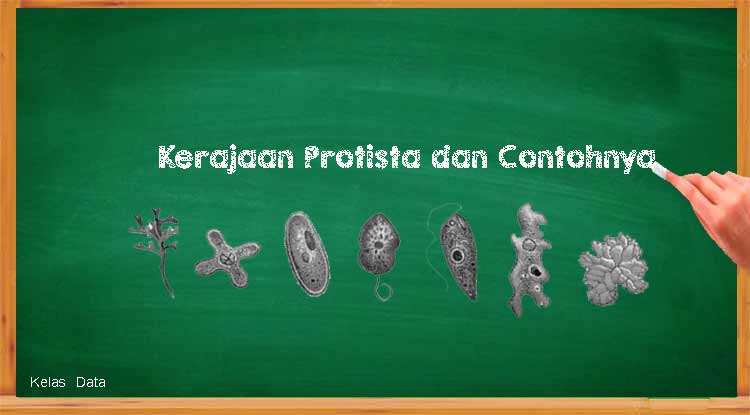 Karakteristik Kerajaan Protista