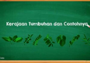 Kerajaan Tumbuhan dan Contohnya