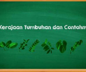 Kerajaan Tumbuhan dan Contohnya