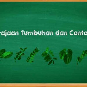 Kerajaan Tumbuhan dan Contohnya