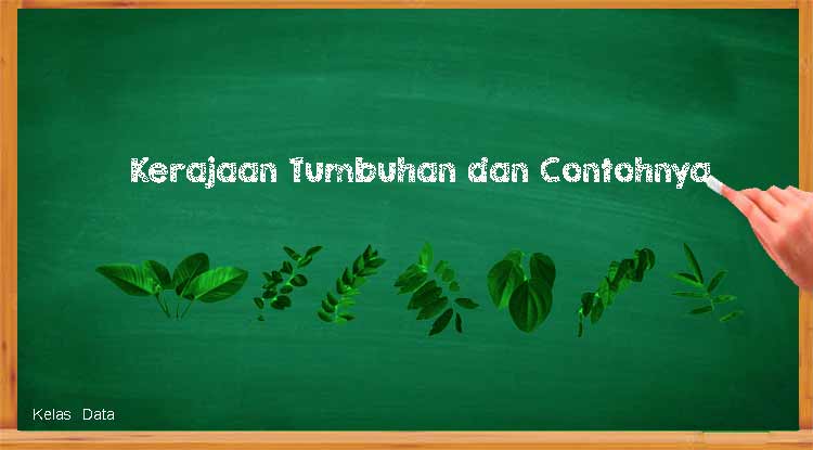 Kerajaan Tumbuhan dan Contohnya