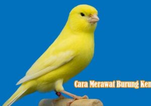 Cara Merawat Burung Kenari