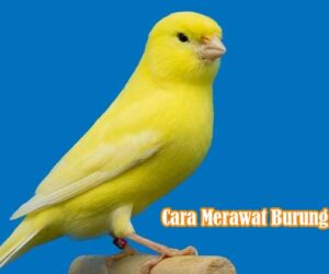 Cara Merawat Burung Kenari