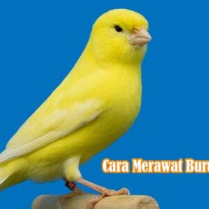 Cara Merawat Burung Kenari