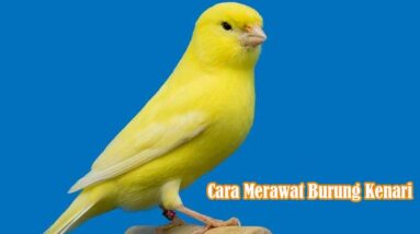 Cara Merawat Burung Kenari