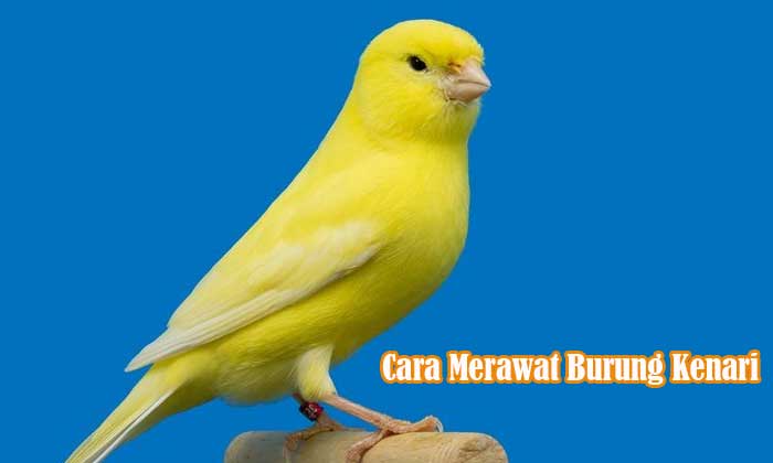 Cara Merawat Burung Kenari