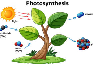 Fotosintesis